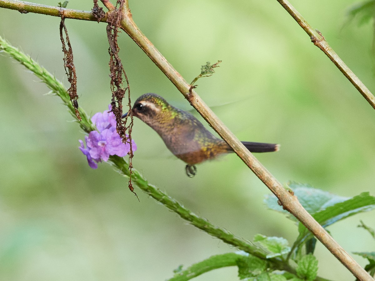 Speckled Hummingbird - ML478287621