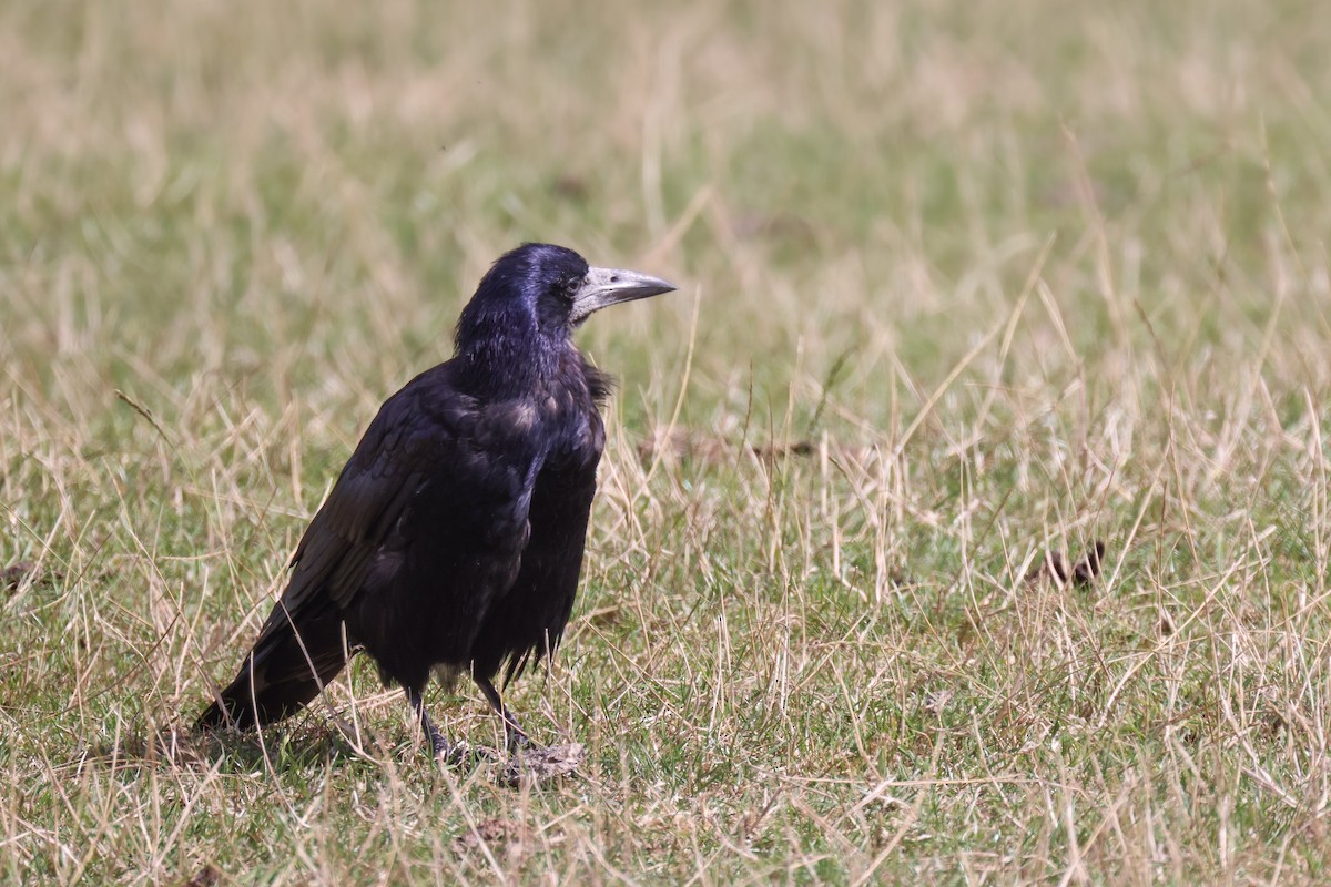 Corbeau freux - ML478287831