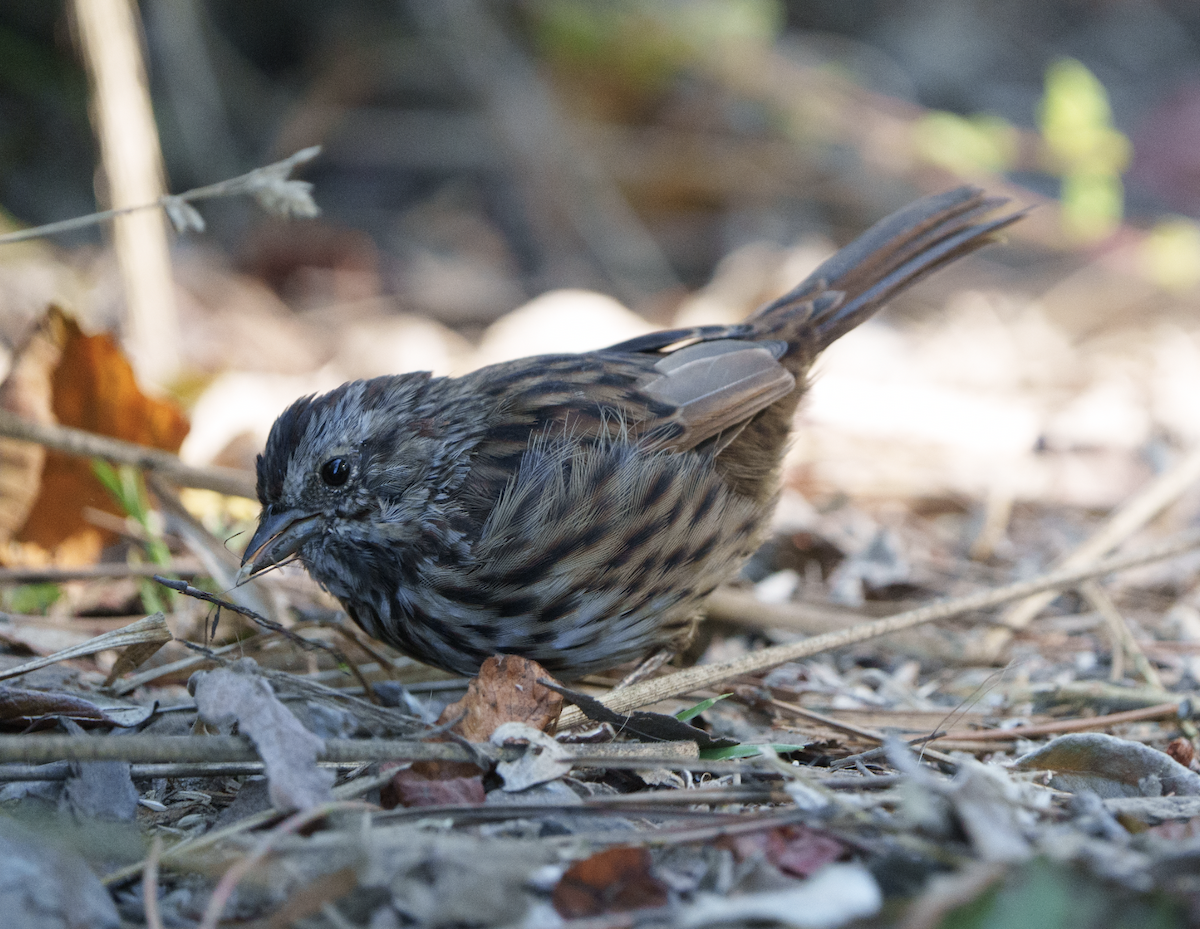 Song Sparrow - ML478287971