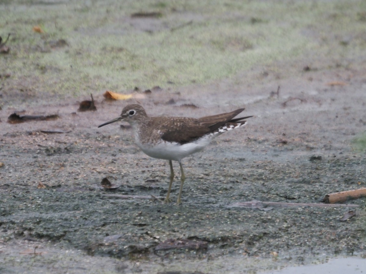 Solitary Sandpiper - ML478288091