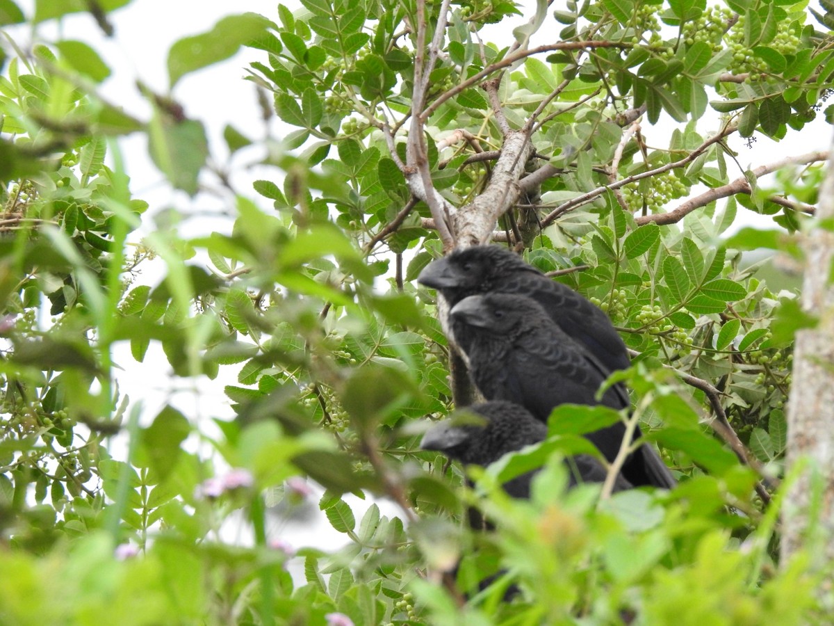 Smooth-billed Ani - ML478288891