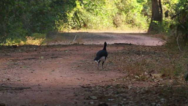 Yellow-knobbed Curassow - ML478289