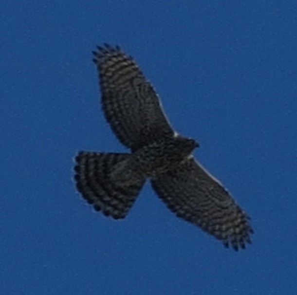 American Goshawk - Amy Lawes