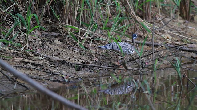 Sunbittern - ML478290