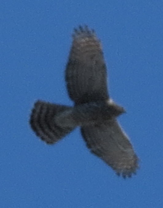 American Goshawk - Amy Lawes