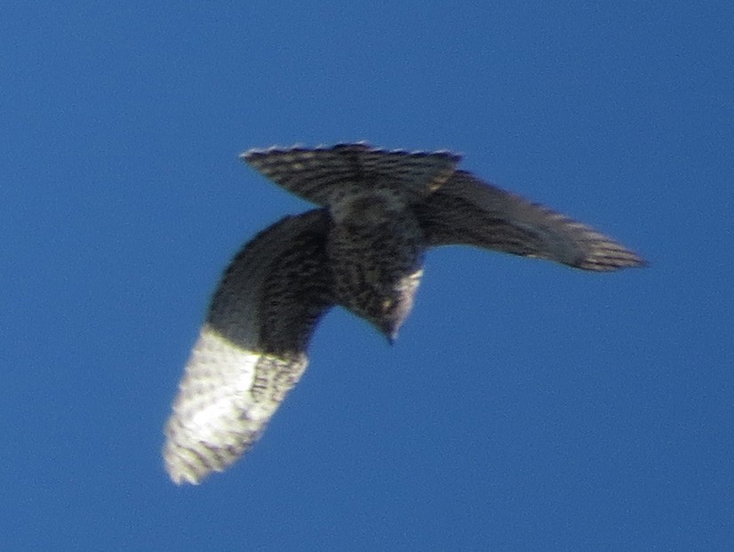 American Goshawk - Amy Lawes