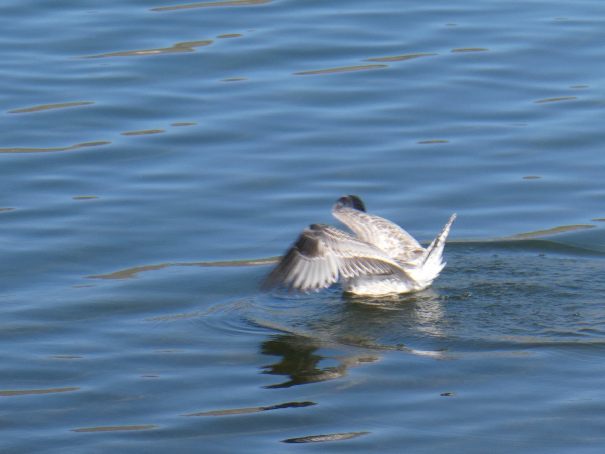 Ring-billed Gull - ML478290331