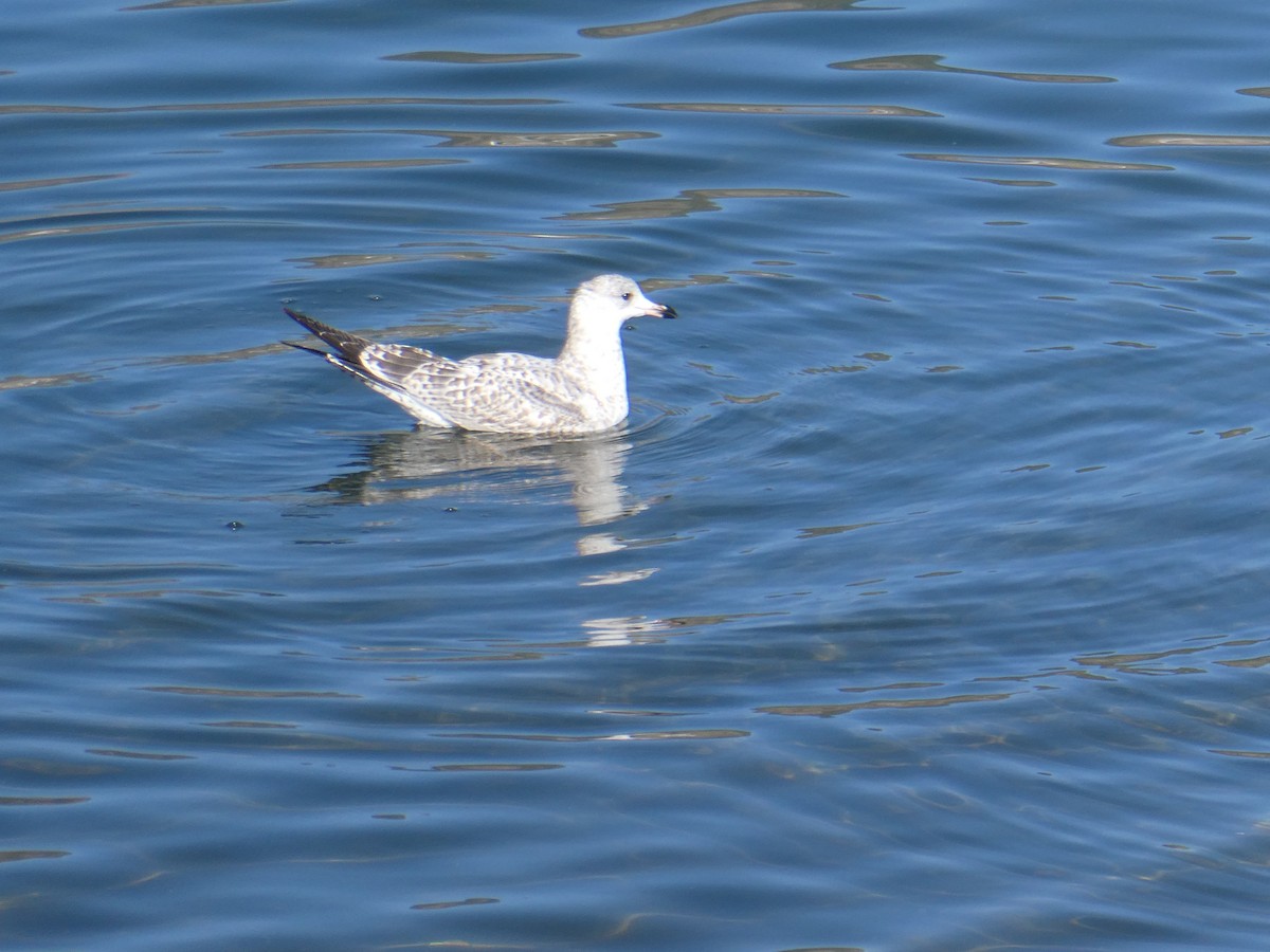 Ring-billed Gull - ML478290341