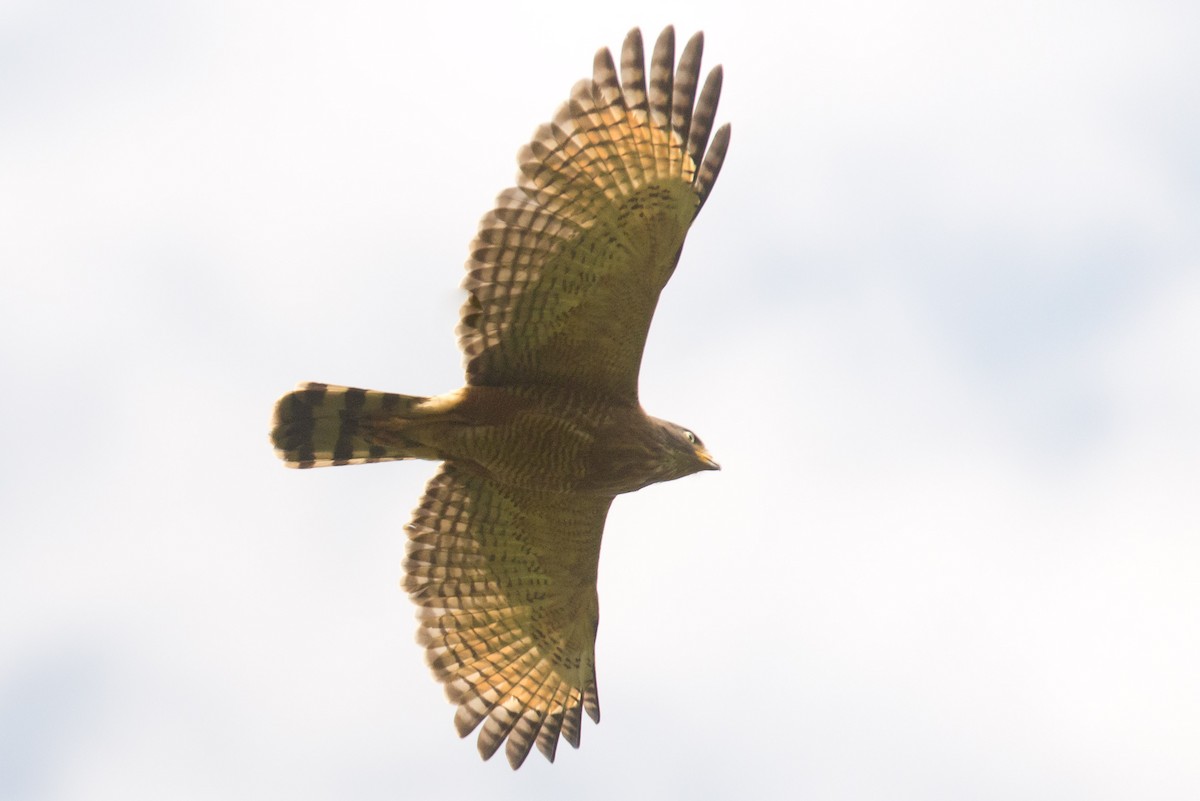 Roadside Hawk - ML478290981