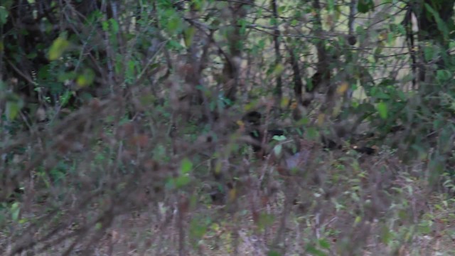 Yellow-knobbed Curassow - ML478291