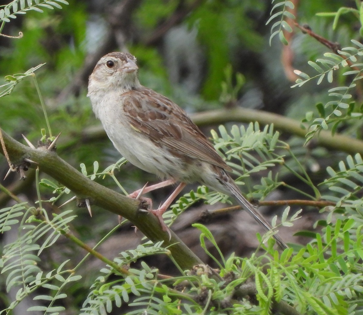 Cassin's Sparrow - ML478291101