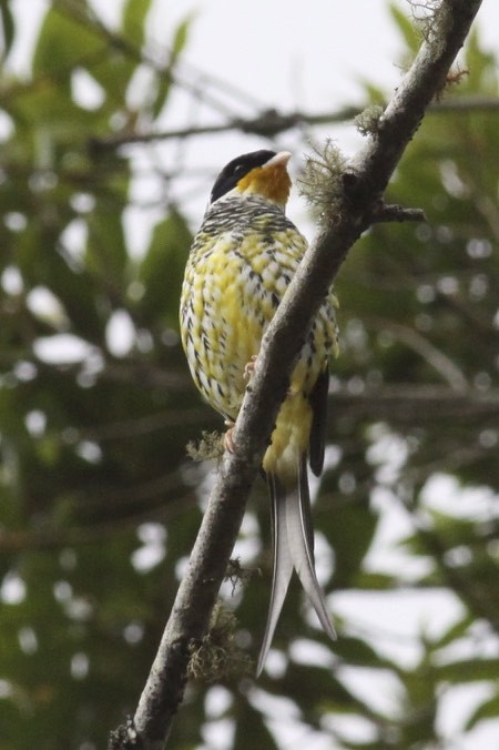 Cotinga Tijereta (flavirostris) - ML47829141