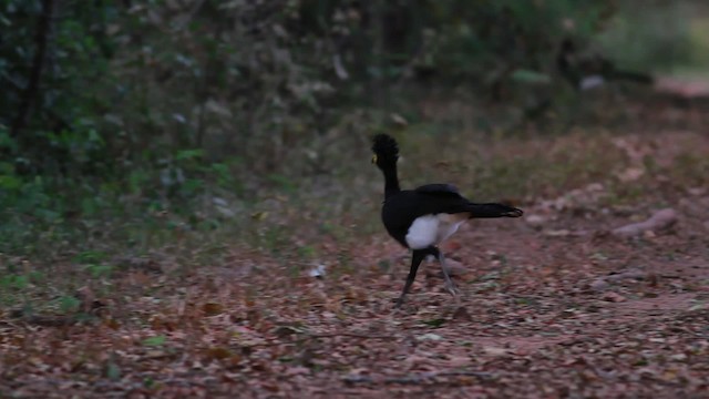 Yellow-knobbed Curassow - ML478292