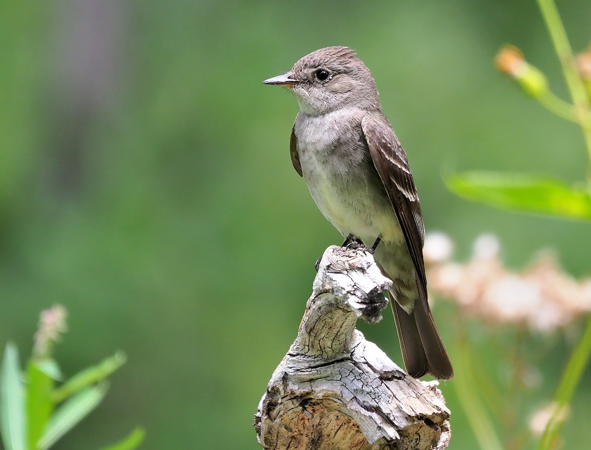 Western Wood-Pewee - Aidan Brubaker