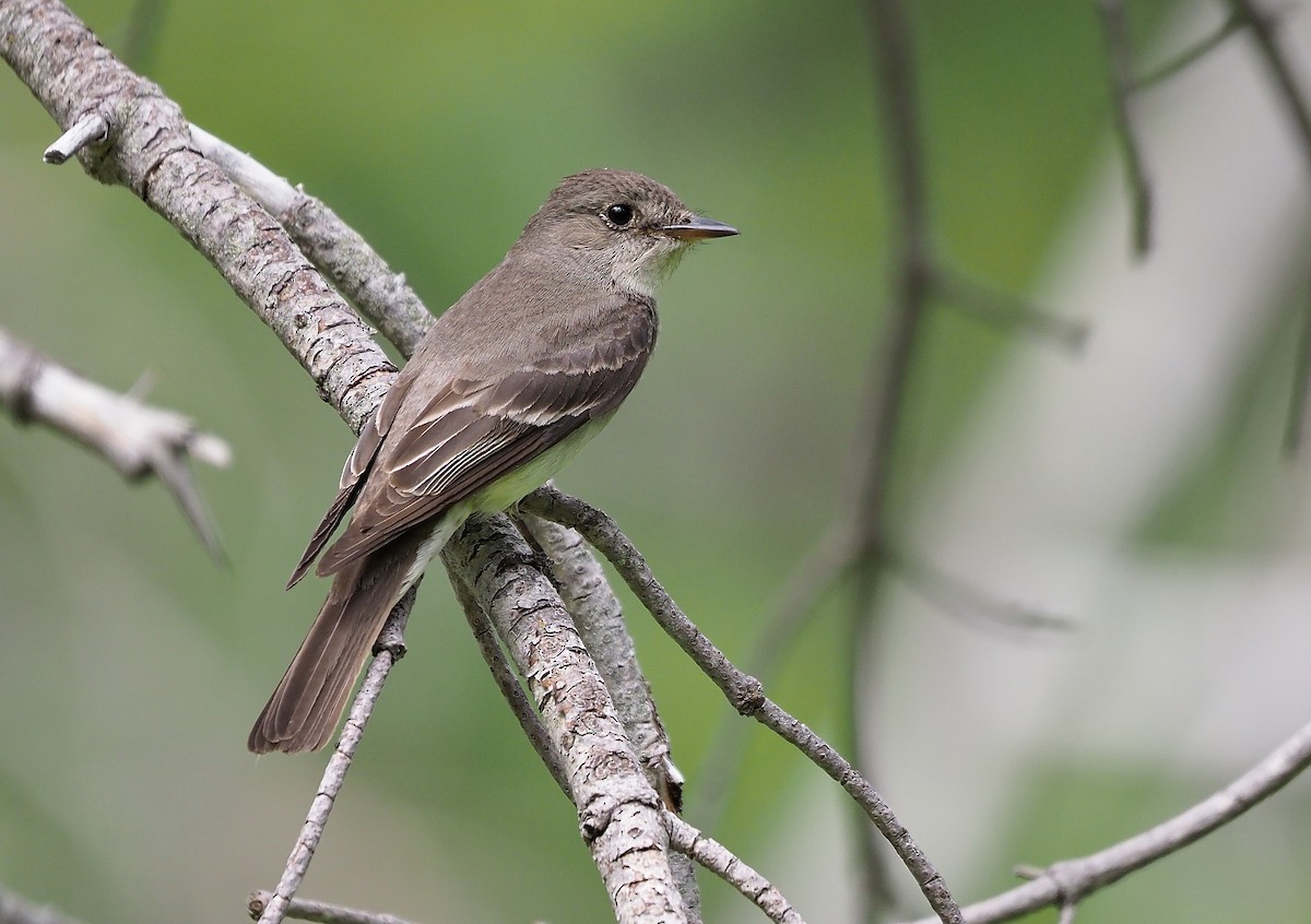 Western Wood-Pewee - Aidan Brubaker