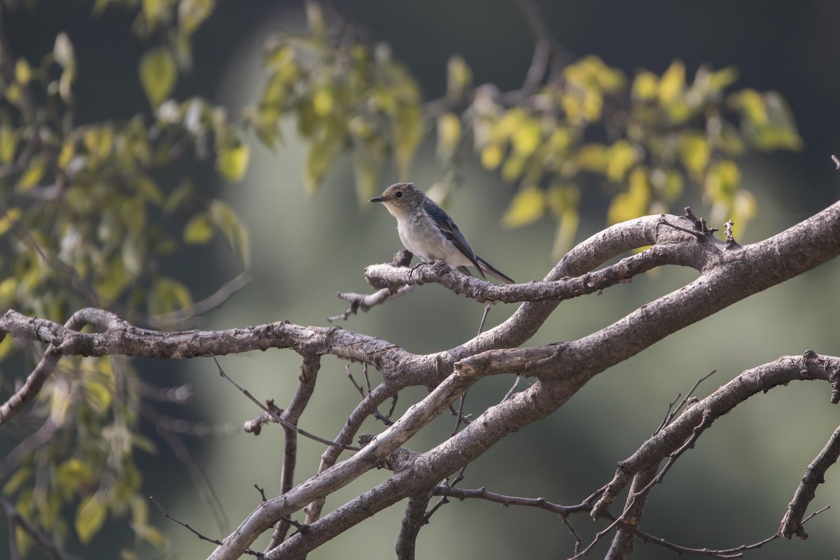 Ultramarine Flycatcher - Jaffar Hussain Mandhro