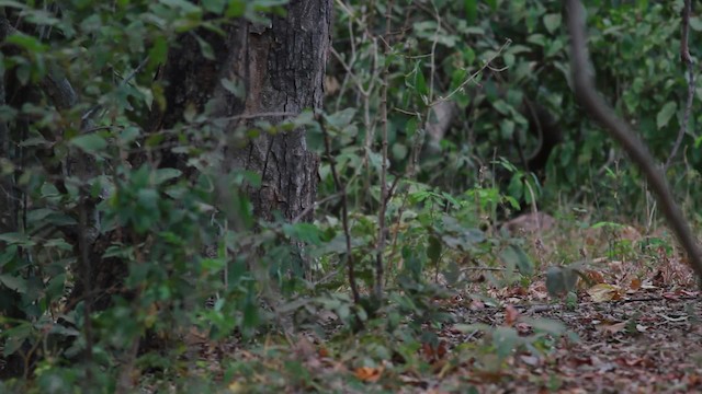 Yellow-knobbed Curassow - ML478293