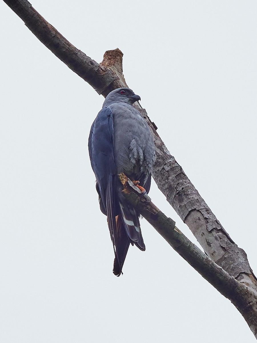 Plumbeous Kite - ML478293731