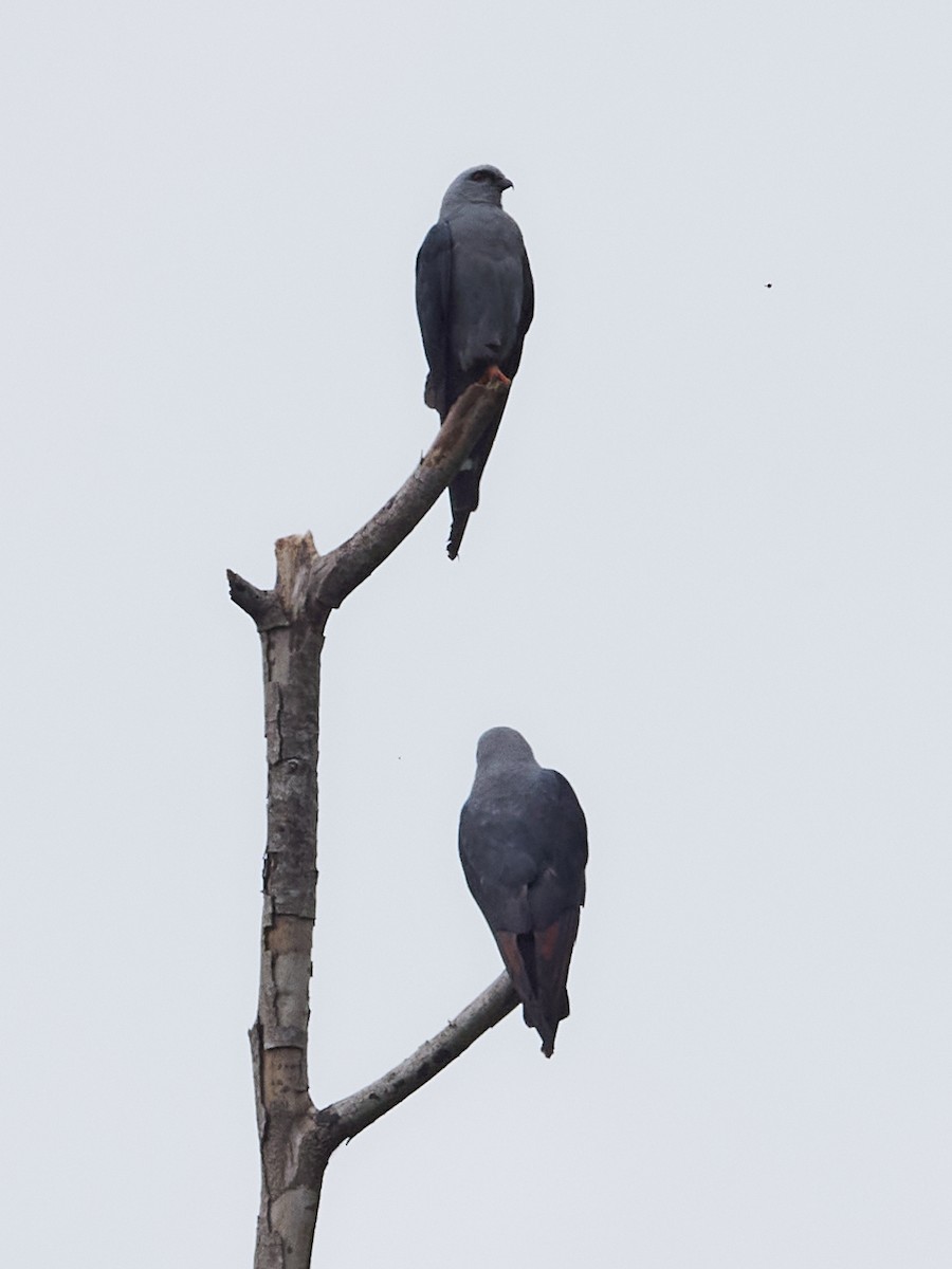 Plumbeous Kite - ML478293741