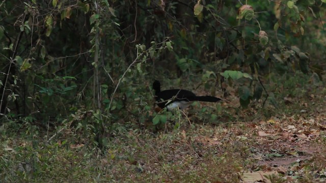 Yellow-knobbed Curassow - ML478294