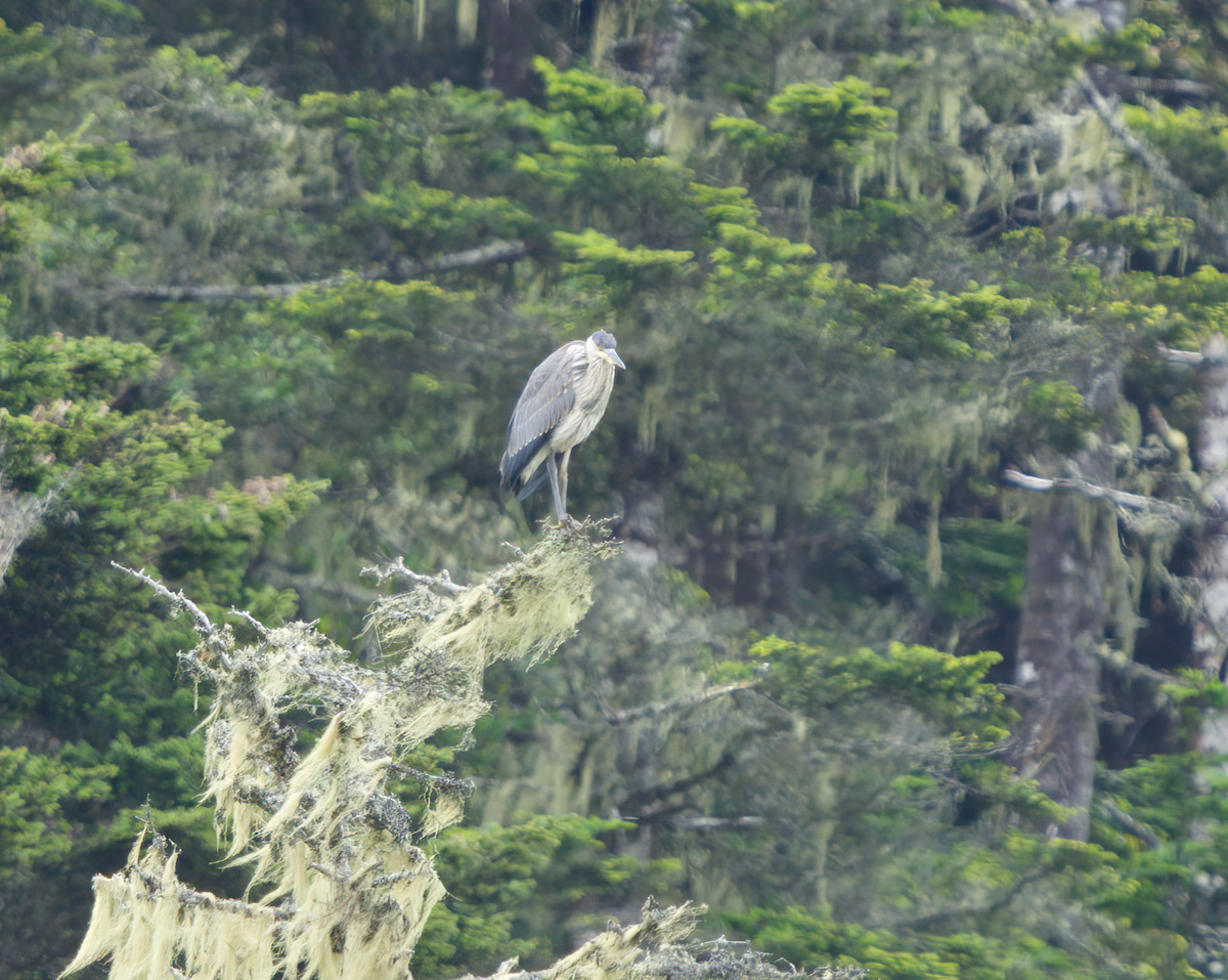 Great Blue Heron - ML478295631