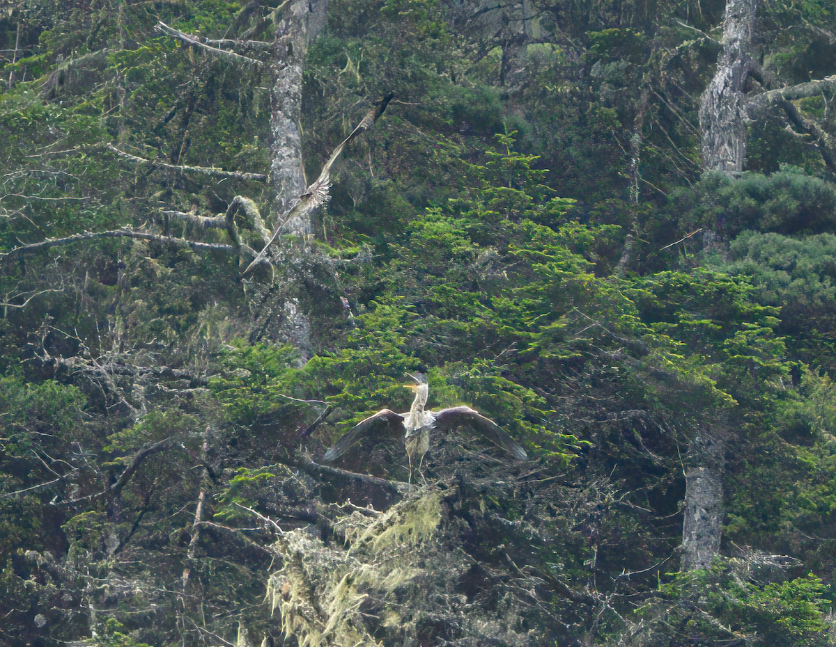 Great Blue Heron - ML478295691