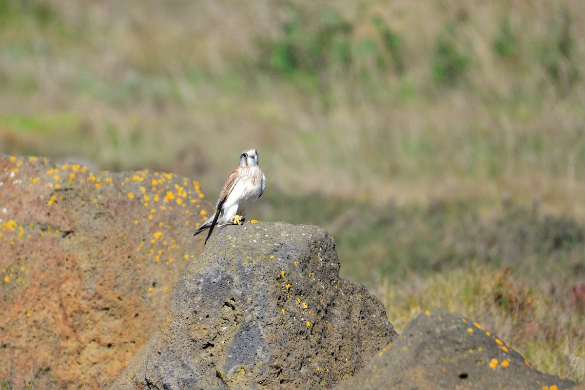 Nankeen Kestrel - ML478297181