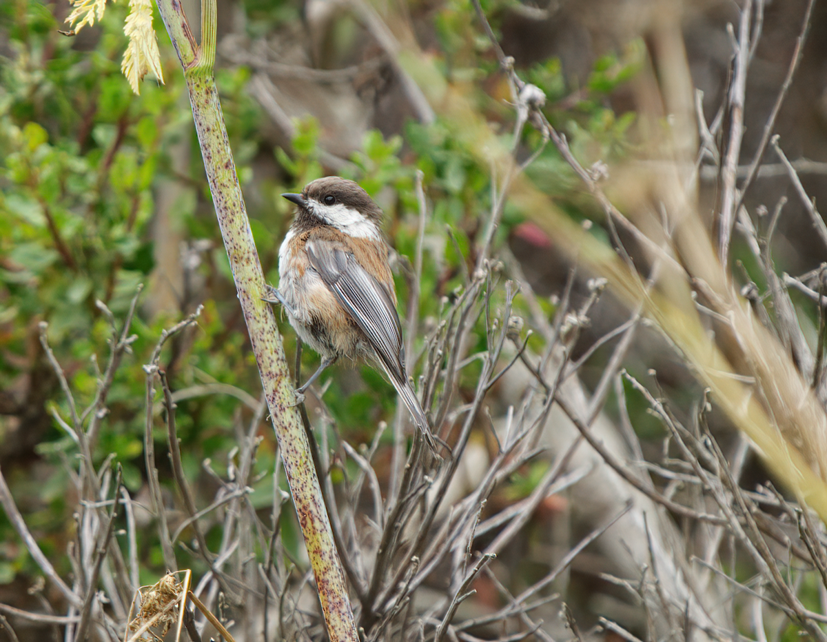 Chestnut-backed Chickadee - ML478297701