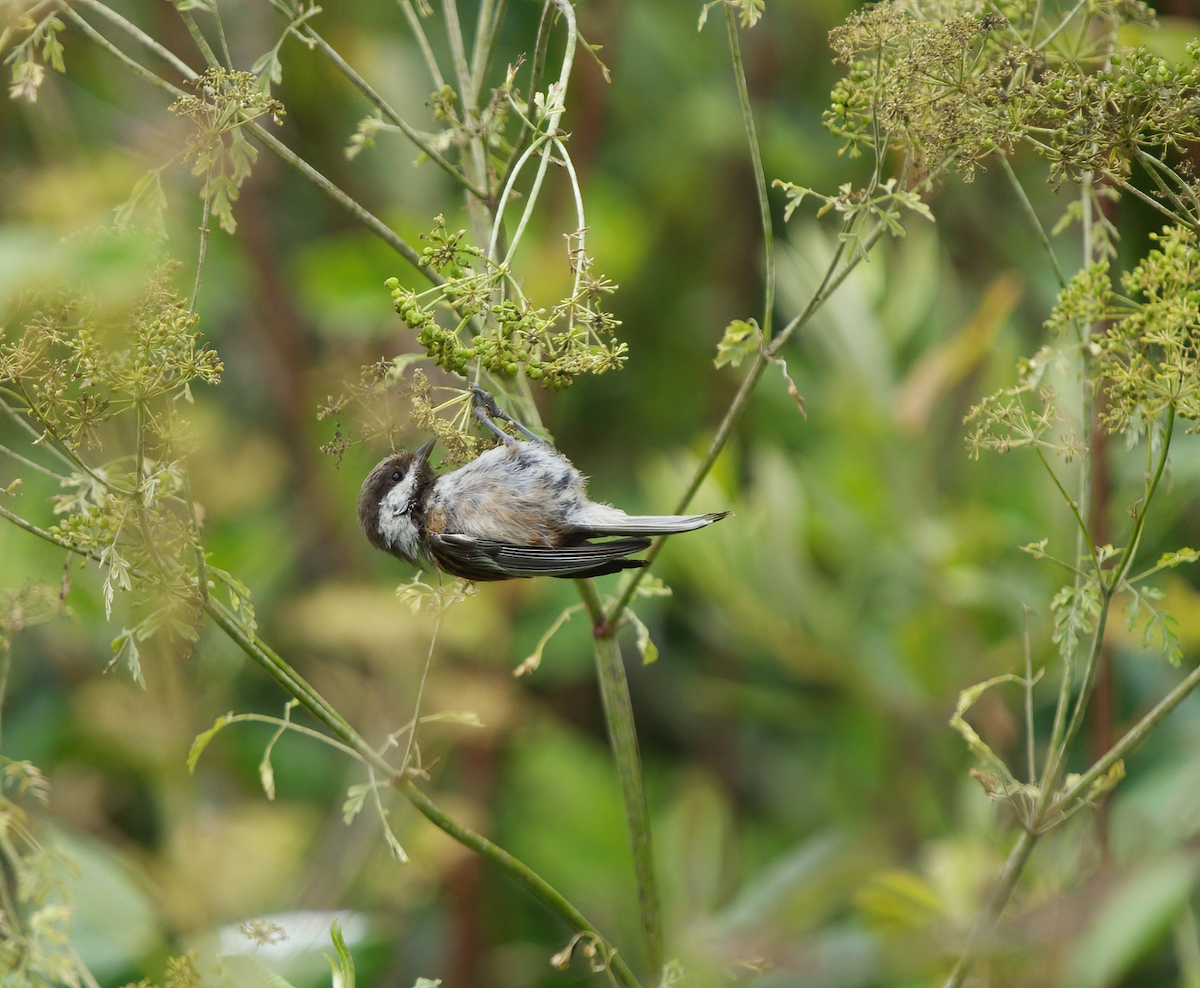 Chestnut-backed Chickadee - ML478297931