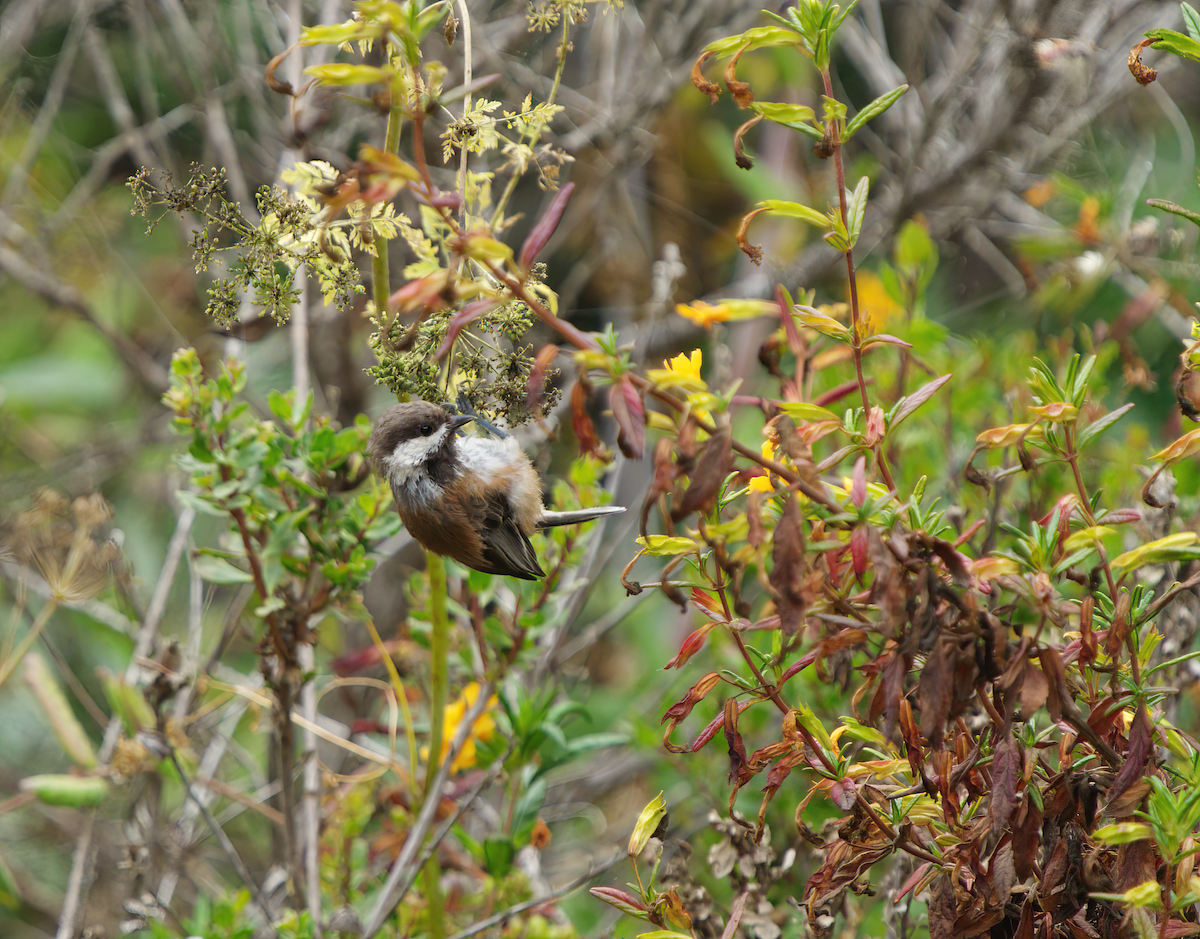 Chestnut-backed Chickadee - ML478297941