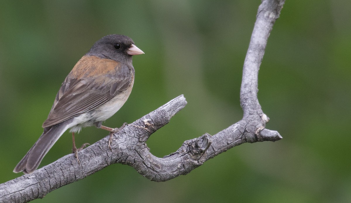 Dark-eyed Junco (Oregon x Gray-headed) - Eric Heisey