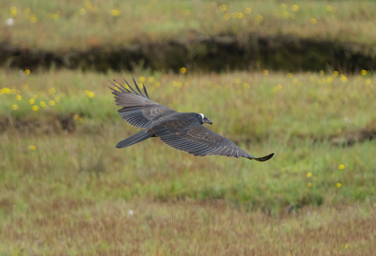 Turkey Vulture - ML478298171