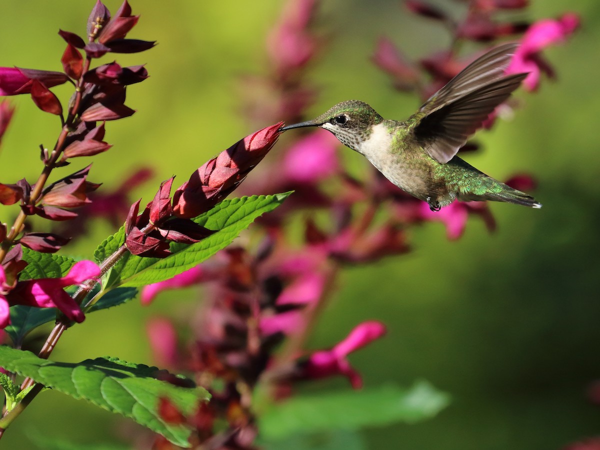 Ruby-throated Hummingbird - ML478298401