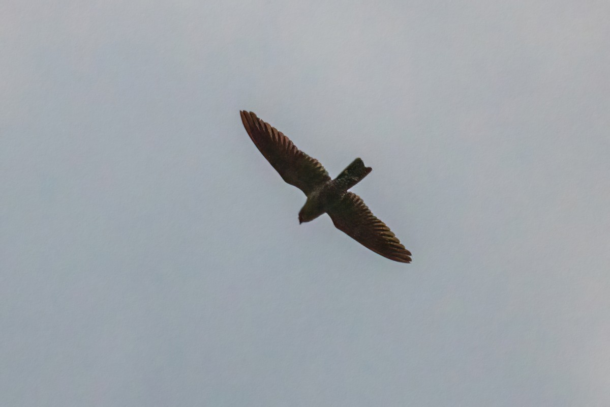 Band-tailed Nighthawk - ML478298471