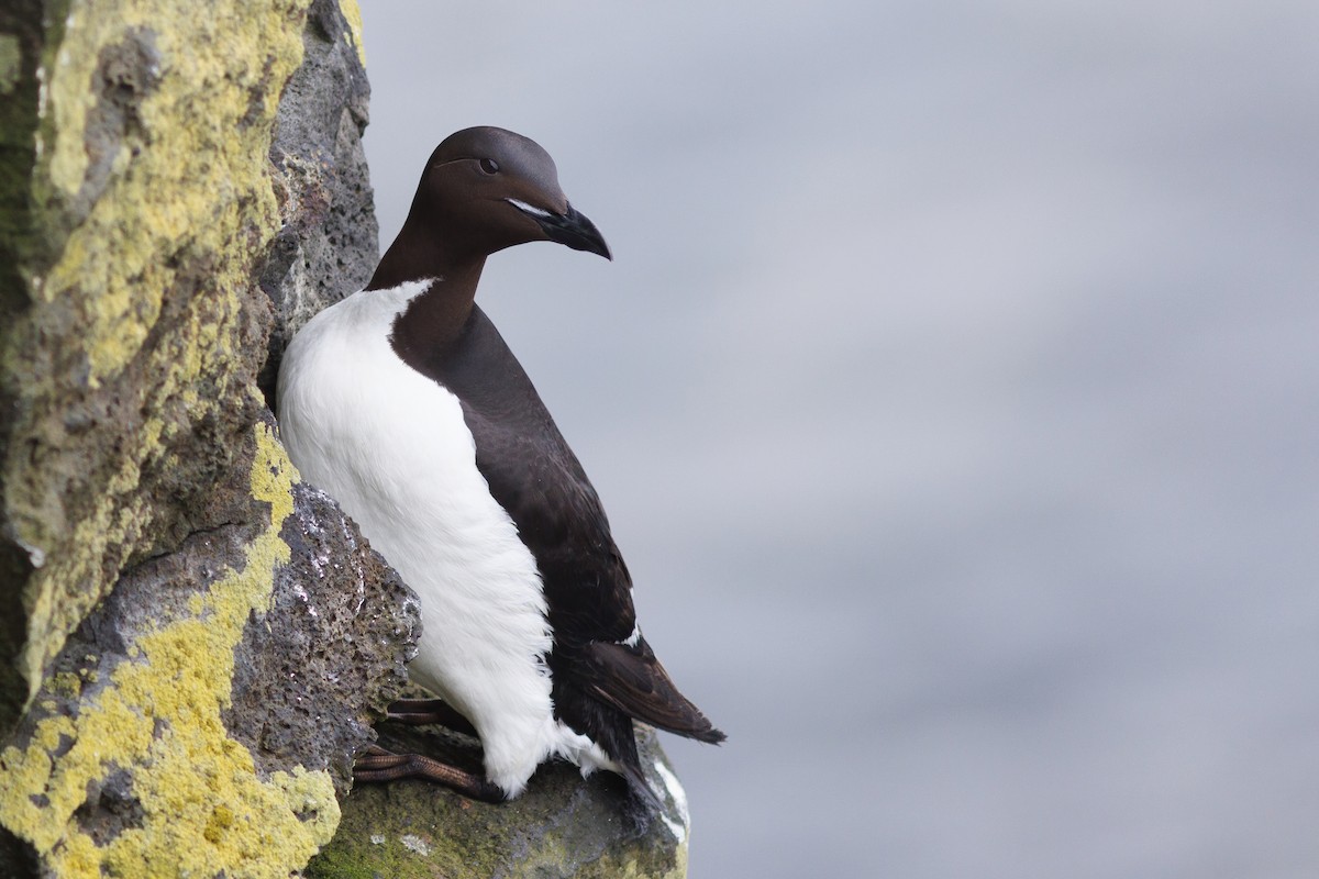 Thick-billed Murre - ML478298911