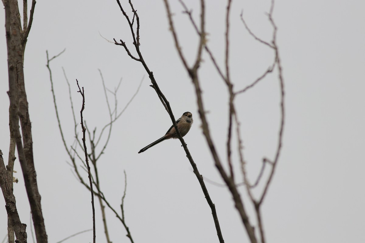 mlynařík šedobradý - ML478299311