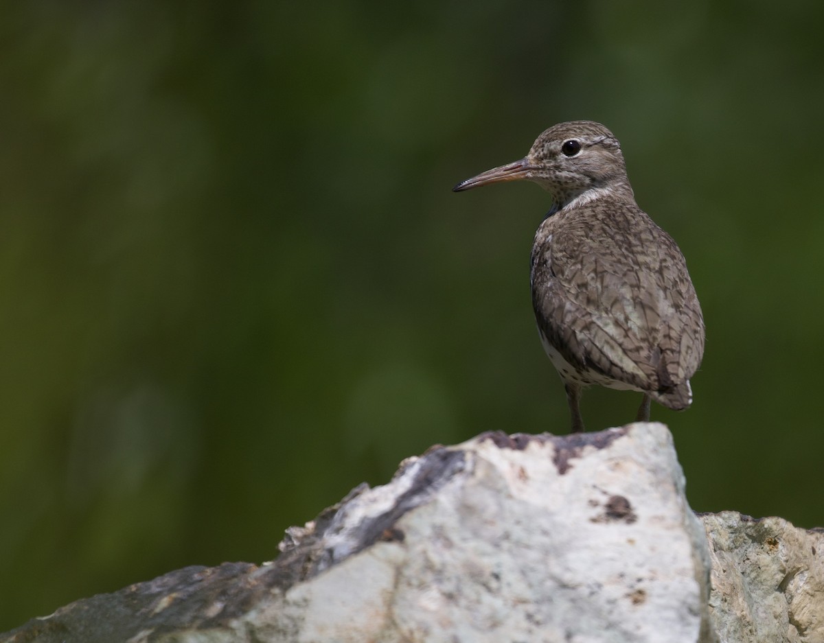 Spotted Sandpiper - Eric Heisey