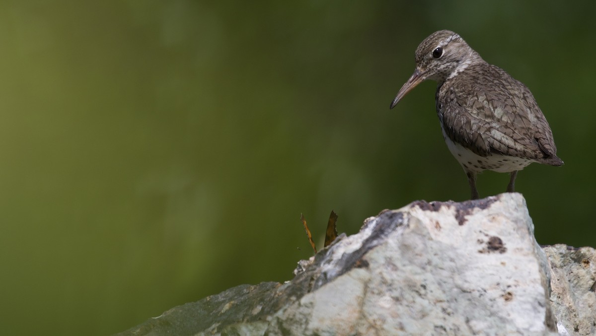 Spotted Sandpiper - Eric Heisey