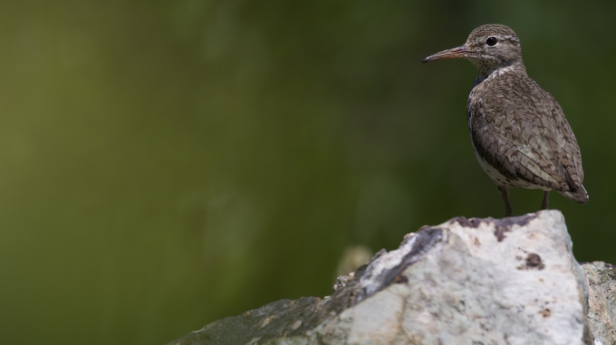 Spotted Sandpiper - ML478299491