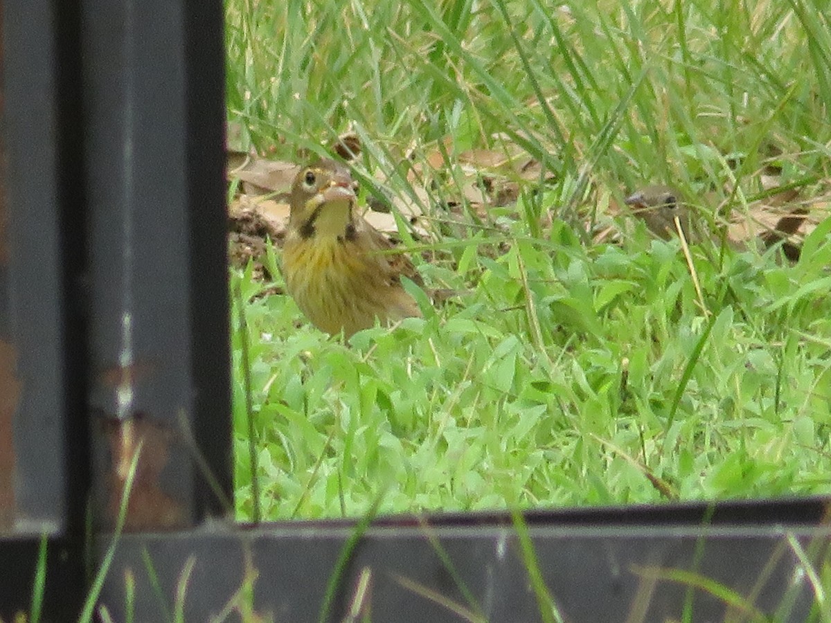 Dickcissel d'Amérique - ML478299741