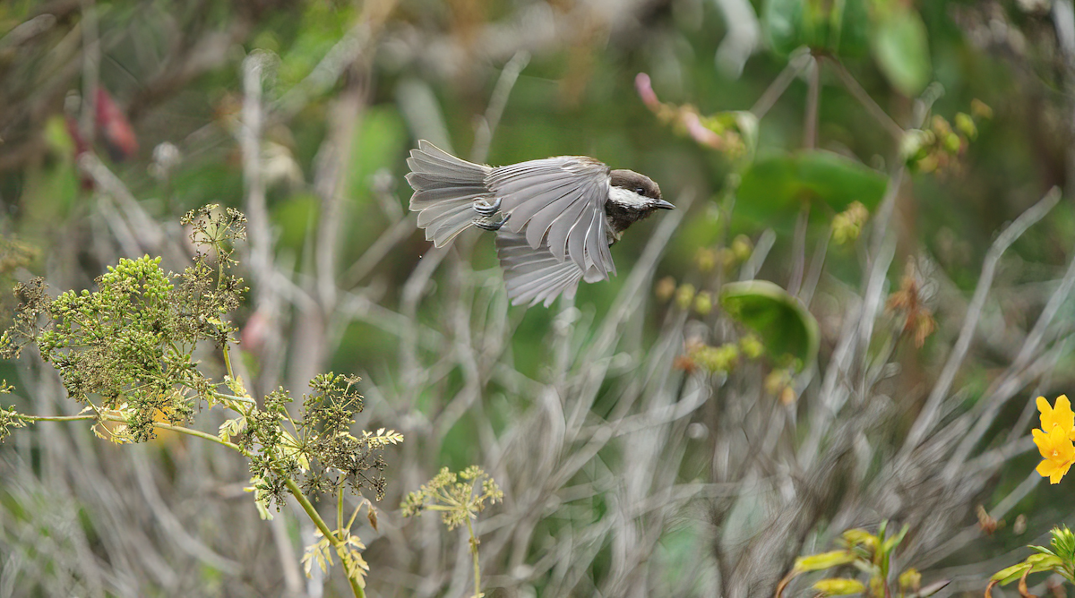 Chestnut-backed Chickadee - ML478301131