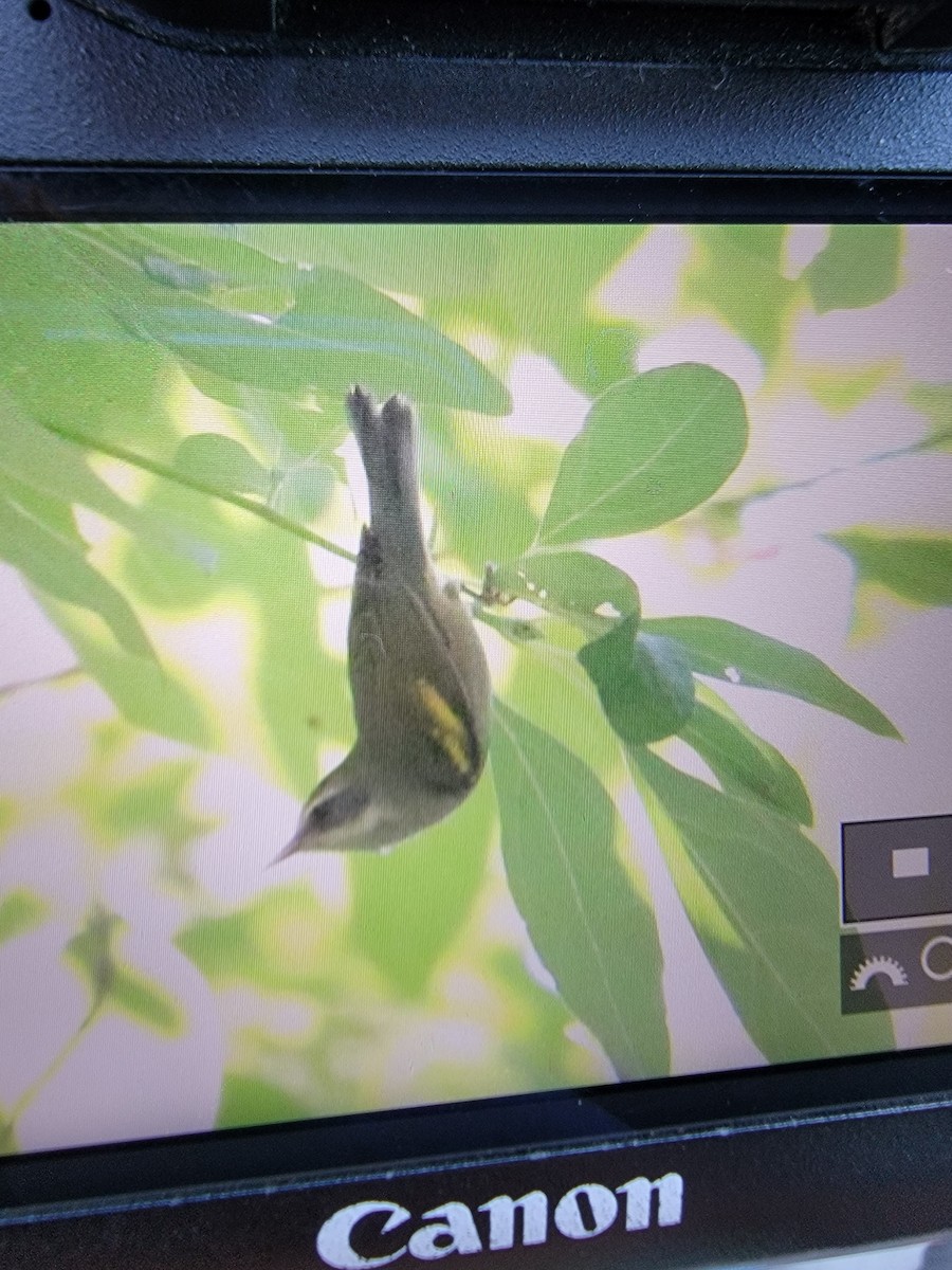 Golden-winged Warbler - Bill Scullion