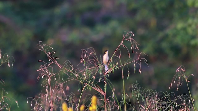 Black-capped Donacobius - ML478303