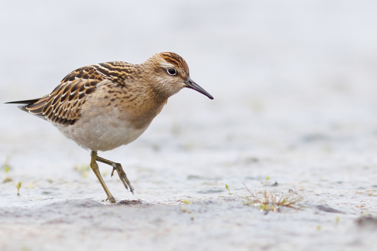 Sharp-tailed Sandpiper - ML478303551