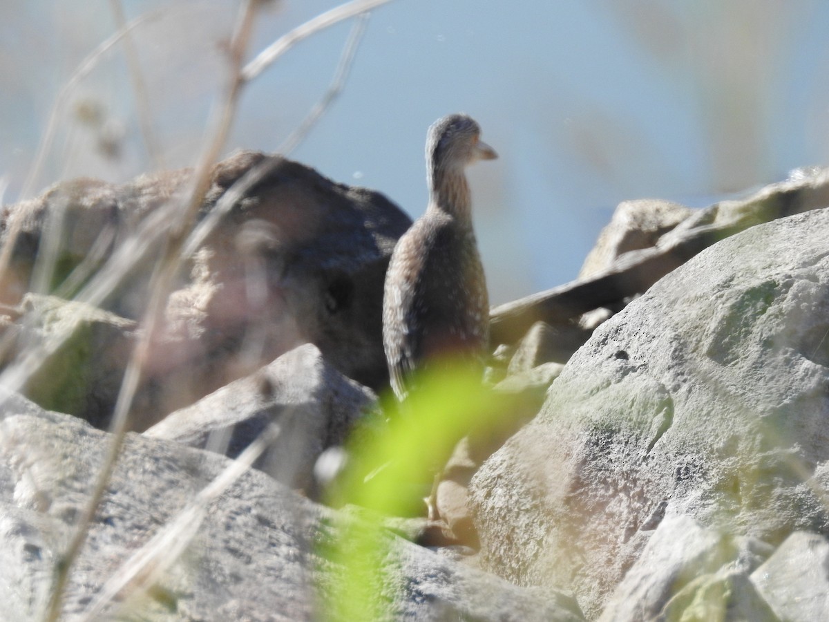Yellow-crowned Night Heron - ML478304491