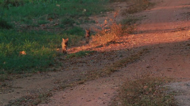 Crab-eating Fox - ML478305