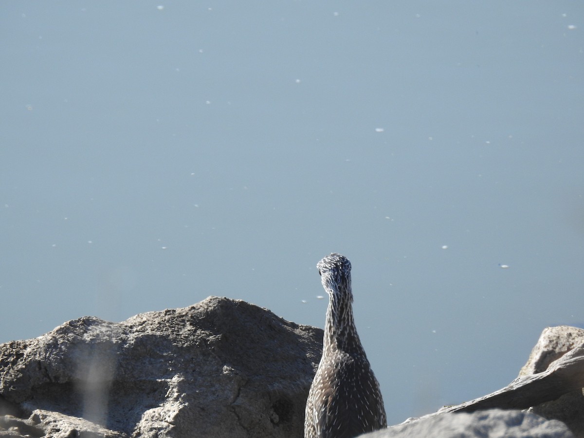 Yellow-crowned Night Heron - ML478305241