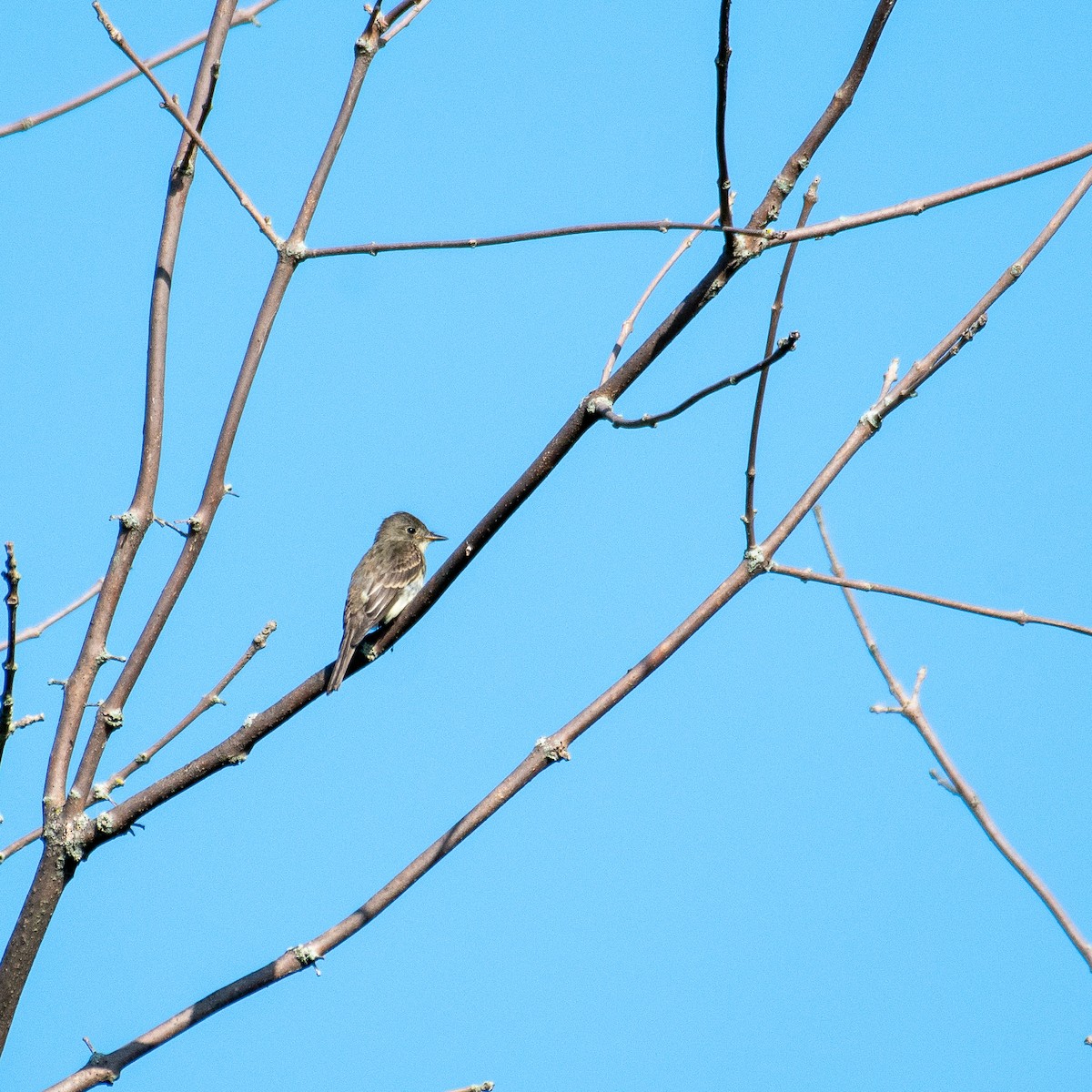 Eastern Wood-Pewee - ML478305291