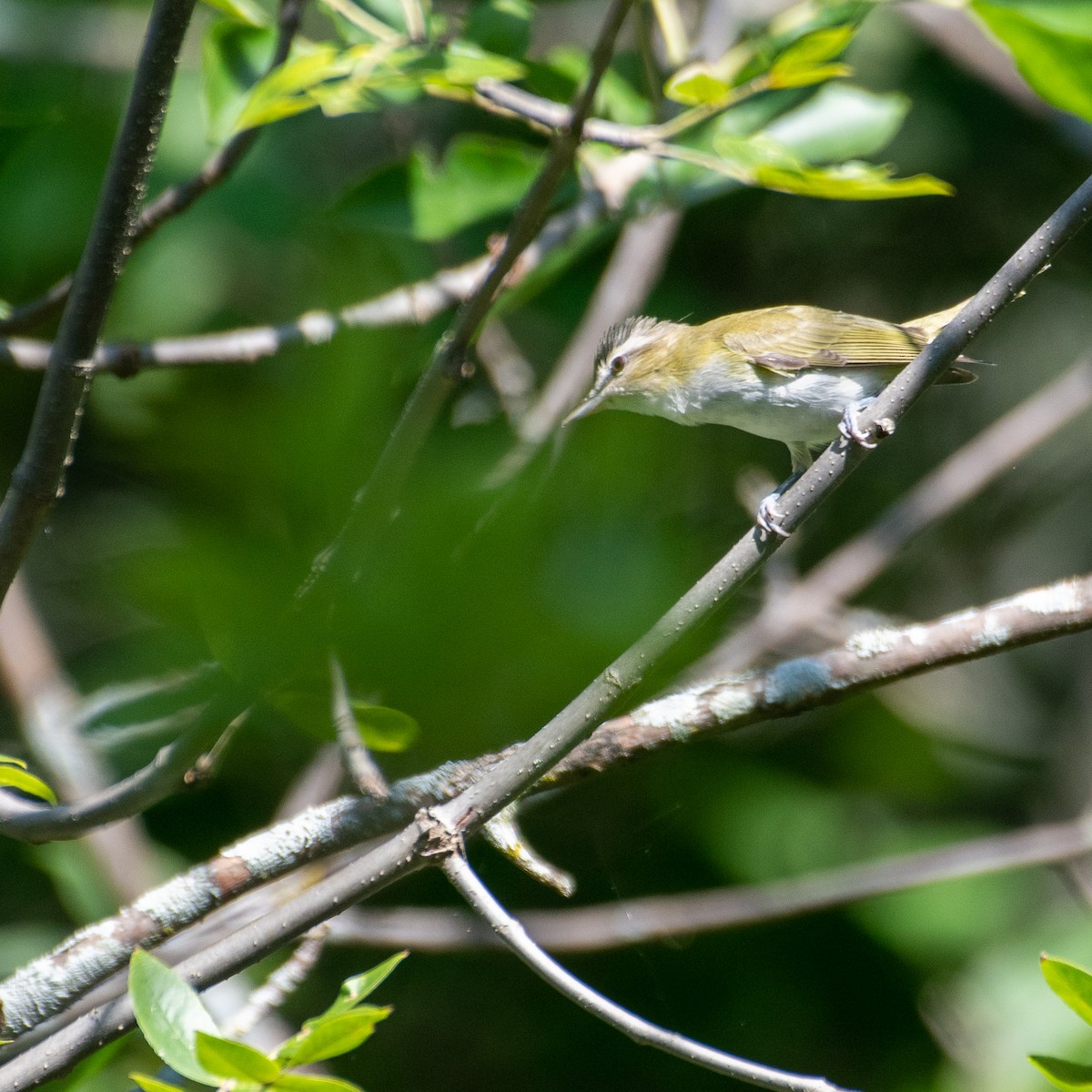 Red-eyed Vireo - ML478305711