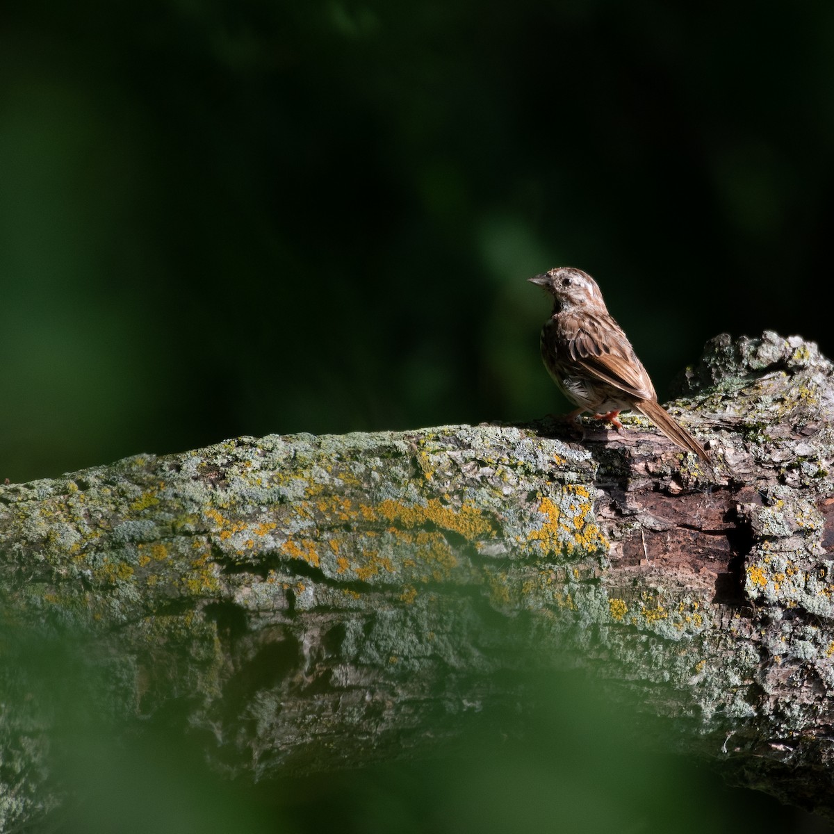 Song Sparrow - ML478305941